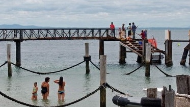 Sharks inhabit waters across the state with the latest warning from Redland council about sharks being spotted in canals. Image: file photo