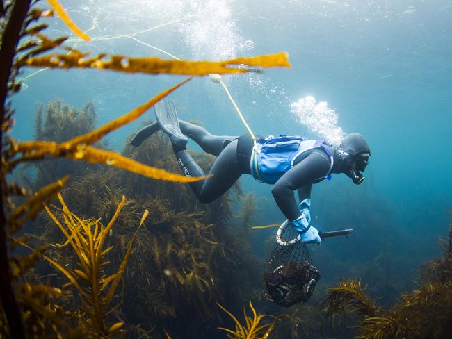 A day in the life of abalone diver James Polanowski. Picture: STUART GIBSON