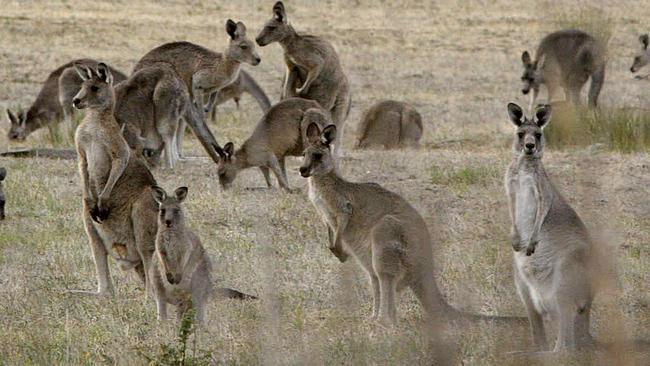 More roos could be processed for meat, if Victoria’s culling permit system was made more flexible.