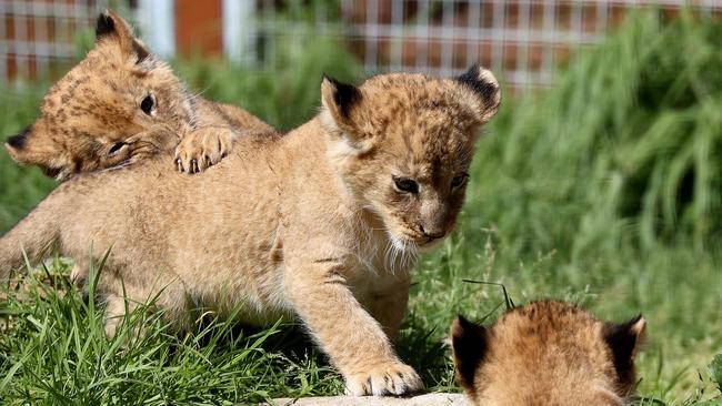 The cubs are playful. Picture: Toby Zerna