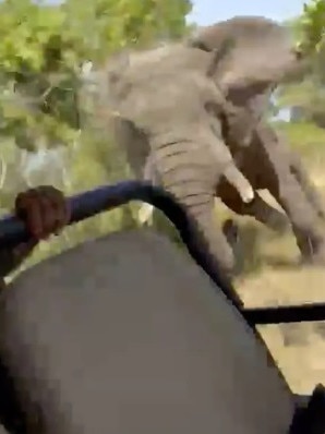 The elephant seen approaching the vehicle. Picture: X/ginnydmm