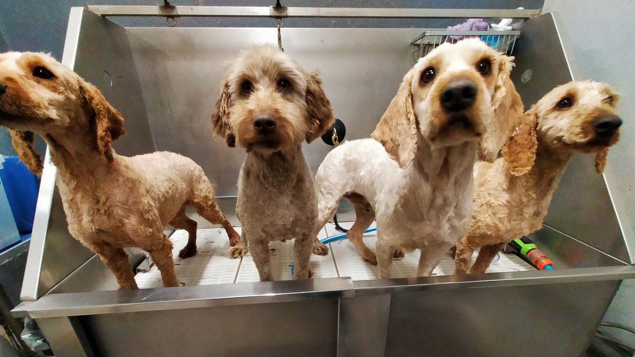 Four labradoodles have much-needed haircuts at Southern Pet Grooming, who offered their services to 12 dogs for free. Picture: Supplied