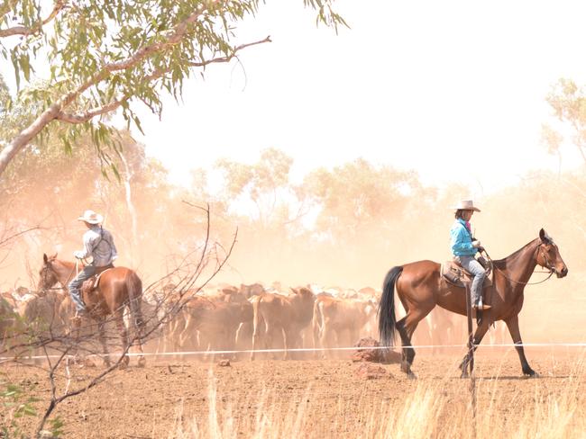 Belinda Keats and her son Jack droving a mob on the stock route near Cloncurry in October of 2013 when the drought was setting in for North West QLD. Picture: Supplied