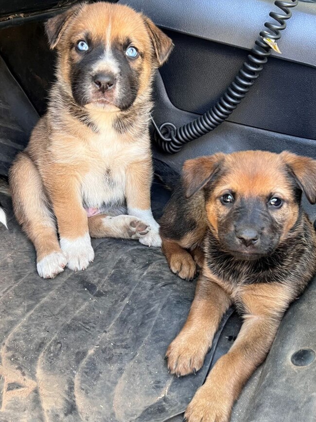 All five pups were returned safe and well to their home. Picture: Queensland Police