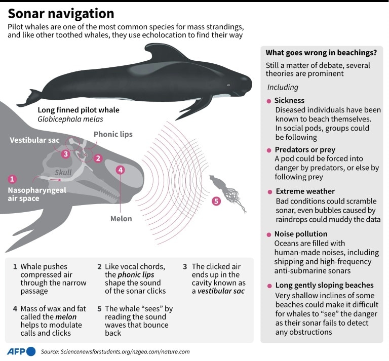 Rescuers ‘optimistic’ for surviving stranded whales in Australia | news ...