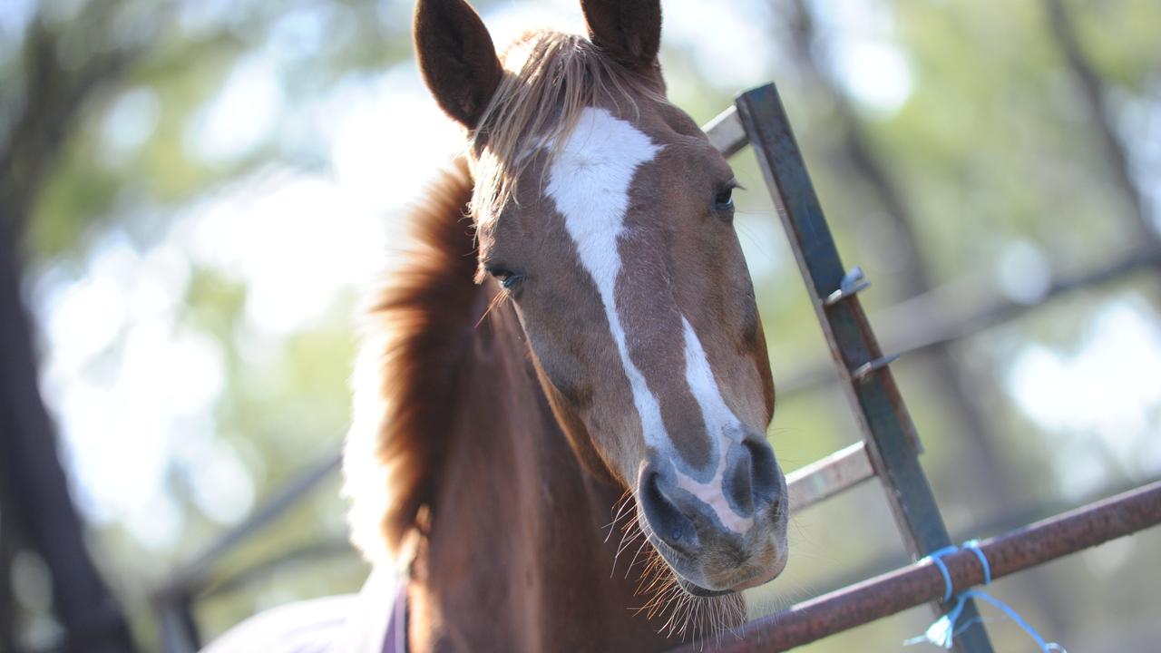 At least 10 horses have suddenly died in Victoria from an unknown reason.