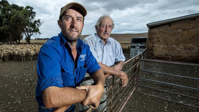 Burra Sheep and Grain farmer Peter Stockman with his dad Peter Stockman senior at their Burra ,Springvale North Poll Marinos with yards of First Cross Lambs they have to send to feed yards because of no feed in his paddocks .Thursday,March,20,2025.Picture Mark Brake