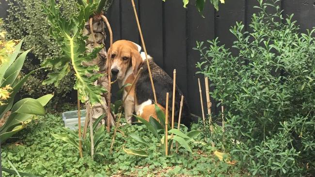 Baxter the Beagle cowers in the corner of a backyard in fear after being released from a laboratory where he was used in animal experiments.