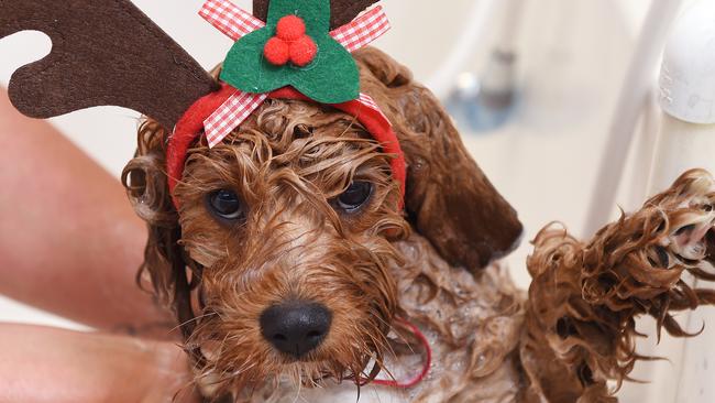 A Christmas gift guide for pet lovers. Picture: Josie Hayden