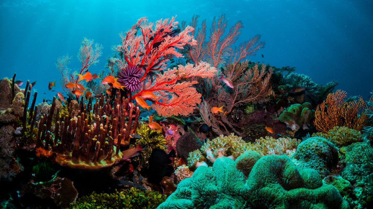 In our own backyard, this is why you want to visit the Great Barrier Reef in 2020.