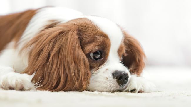 A woman faced Kingaroy Court today for attacking her partner after he swore at her pet dog. File Photo.