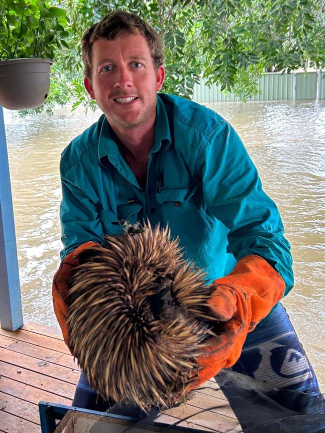 Heavy rains from the most significant wet season in a decade have impacted the Far North with flooding isolating towns and communities including around Normanston and Burketown, Tirranna residents Jil and Tim Wilson helped native animals stuck in fences and placed them on high ground such as this echidna. Picture: Supplied