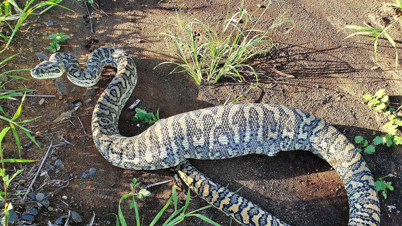 Snake catcher called after five foot python found in home The Courier