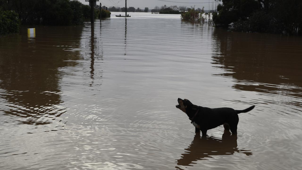 The canines of Windsor aren’t too pleased about the floods, again. Picture: John Grainger