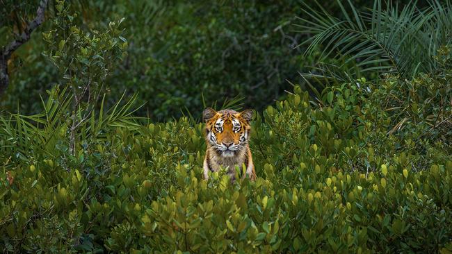 There are perhaps only 200 of these magnificent Royal Bengal tigers in India’s Sundarbans mangrove forest, and they are the only tigers adapted to live in this habitat. Sadly, due to erosion and human interference, this habitat is shrinking rapidly, and the tiger population along with it. Picture: Soham Bhattacharyya