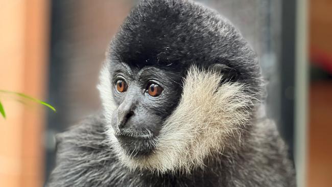 Tuson the white-cheeked Gibbon died on Wednesday after an illness.