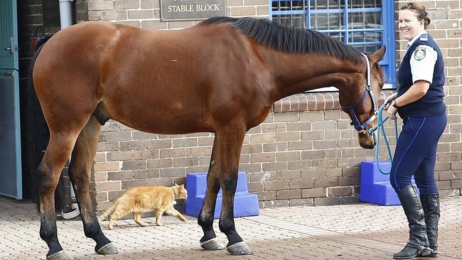 Police horse Bodie with Senior Constable Leanne Ford and Trooper Ed at the Redfern stables. John Appleyard