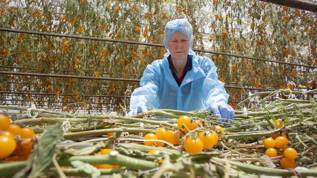 Annette Pulbrook with plants that are being destroyed. Picture: Brett Hartwig