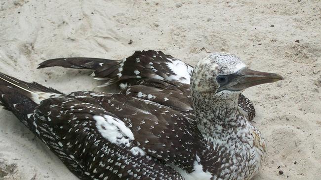 The juvenile Australasian gannet rescued from Dreamtime Beach at Fingal Head by Tweed Valley Wildlife Carers earlier this month.