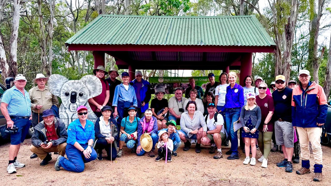 The 2024 Toowoomba Region Koala Count found 230 wild koalas across the local government area in November, an improvement in the population from the year prior. Picture by Jenny Withnall.