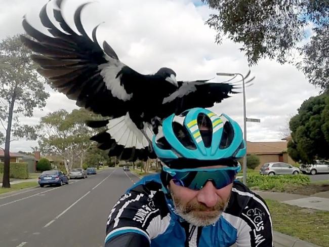 Sunbury cyclist Matt Stacey captured a magpie attack on his GoPro.