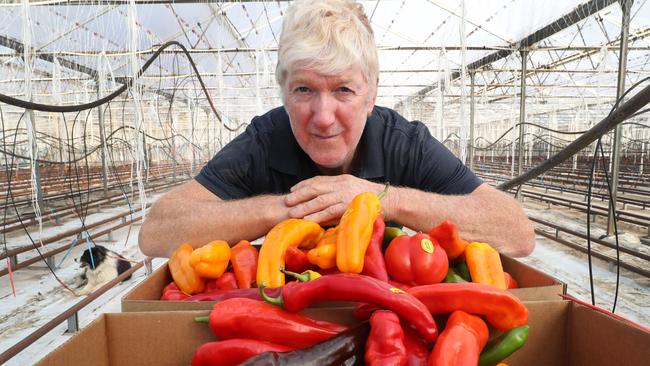 David Wallace of Wallace Vegetable Farm with some of the Capsicums he grows. Picture: David Crosling