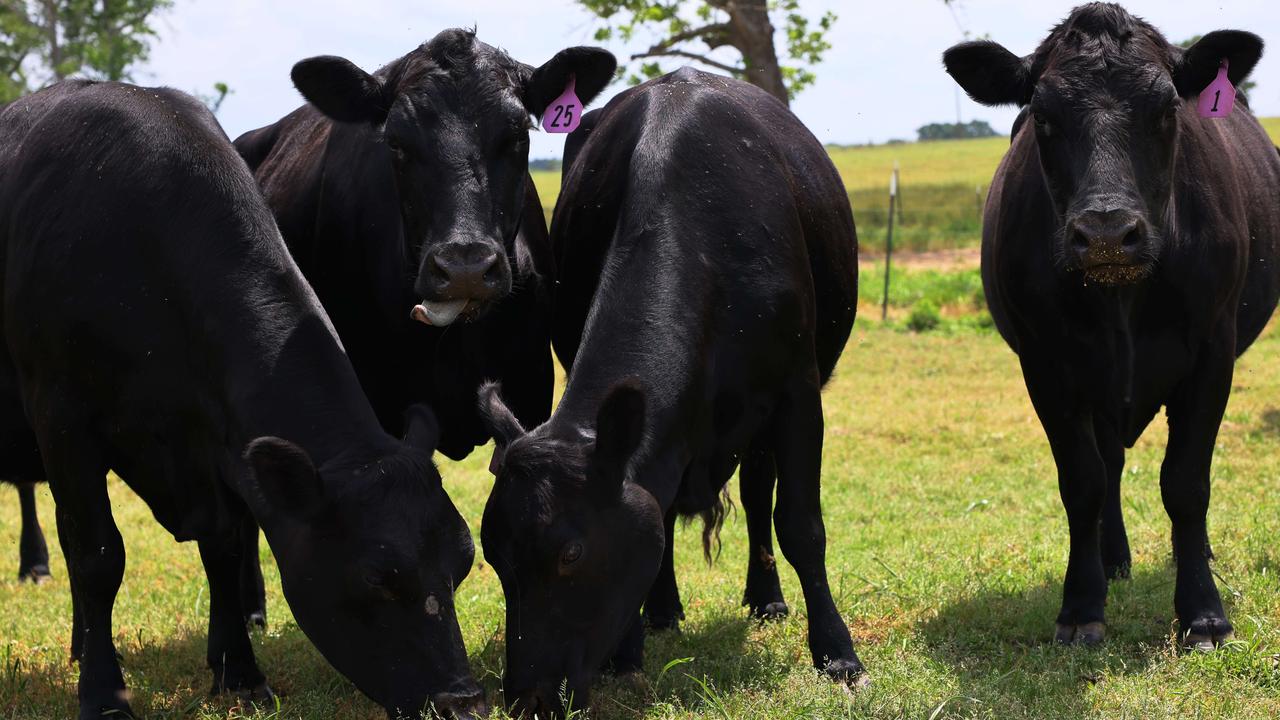 The world will never get to actual zero emissions, because cows will always belch. Picture: Michael M. Santiago/Getty Images/AFP.