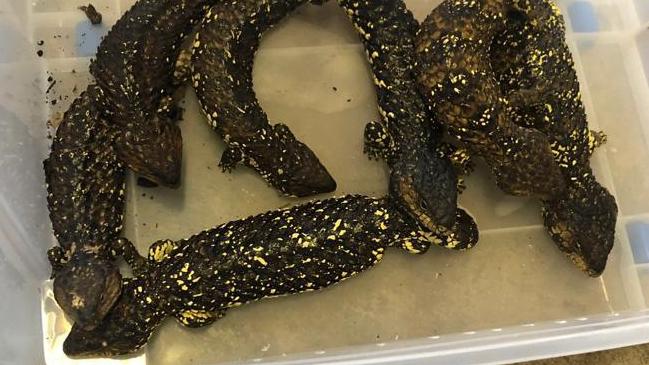 A dozen shingleback lizards were also seized at the Lethbridge Park property. Picture: NSW Police