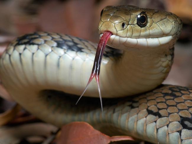 The venomous Australian Rough Scaled Snake with it's forked tongue out.  This is one of the most dangerous snakes and reptiles in the world.  Photographed completely in the wild.