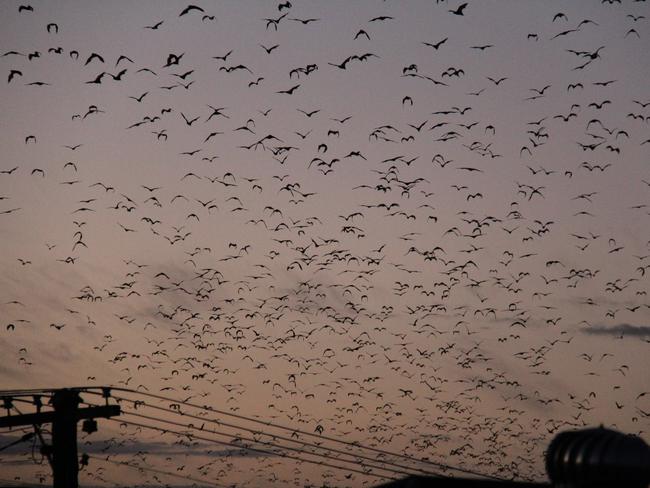 The council is monitoring flying foxes in Stanthorpe.