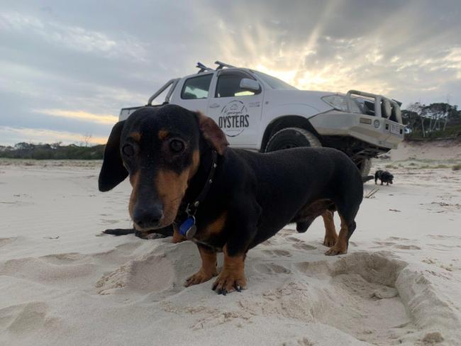 One of Andrew and Leisa's three Dachshunds narrowly escaped a grizzly end after being caught and strangled by a snake. Photo: Andrew and Leisa Robson.