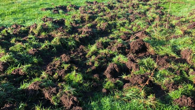 Pasture destroyed by feral pigs in South West Victoria.