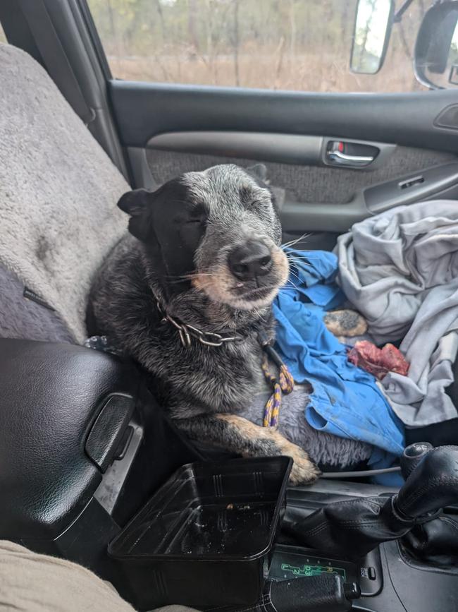 Piston the blue heeler missing since Thursday after being thrown from the cab of a truck when it crashed on the Kennedy Highway has been found safe and well. Picture: Jenna Graham