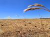 Less rain, more heat extremes forecast in BOM climate report