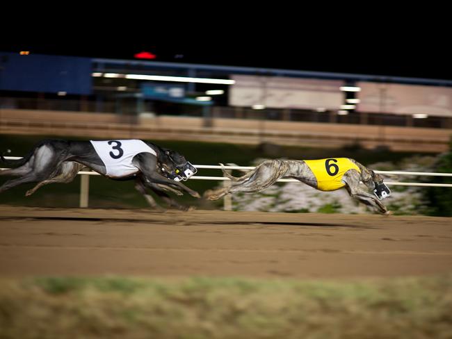 A greyhound has died after racing in Casino on Wednesday. Photo: stock.