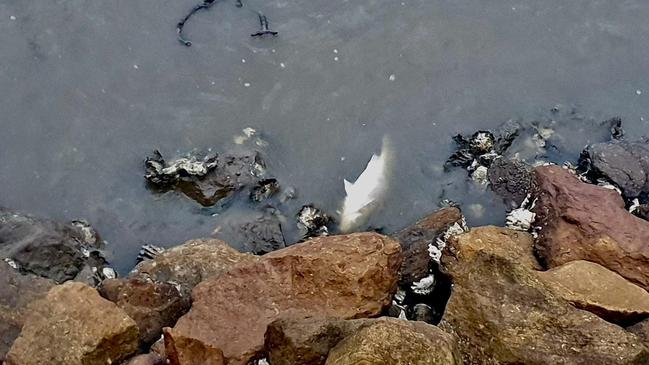 Dead fish have also been seen on the Rhodes foreshore. Picture: Jennifer Dixon