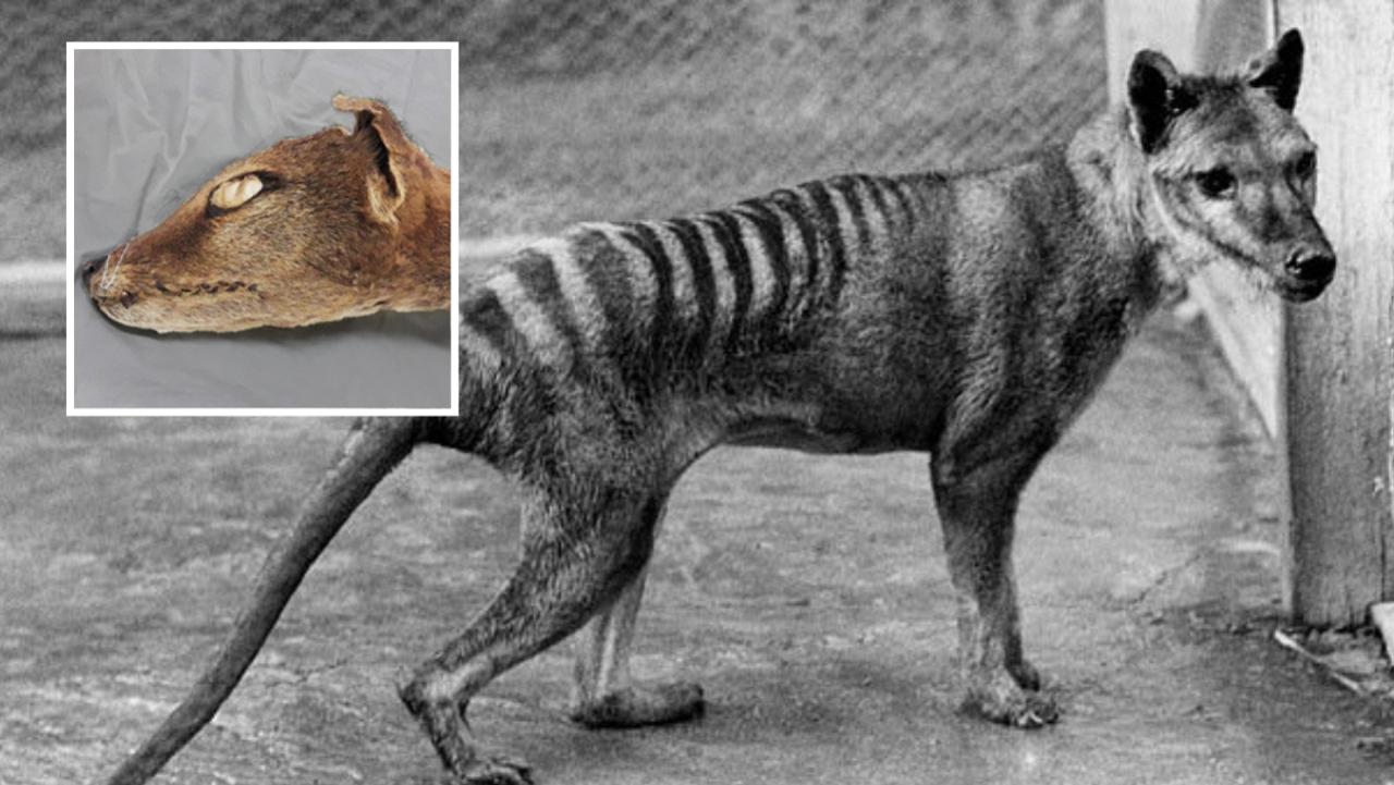 There’s been a major breakthrough in the effort to learn more about extinct Tasmanian tigers.