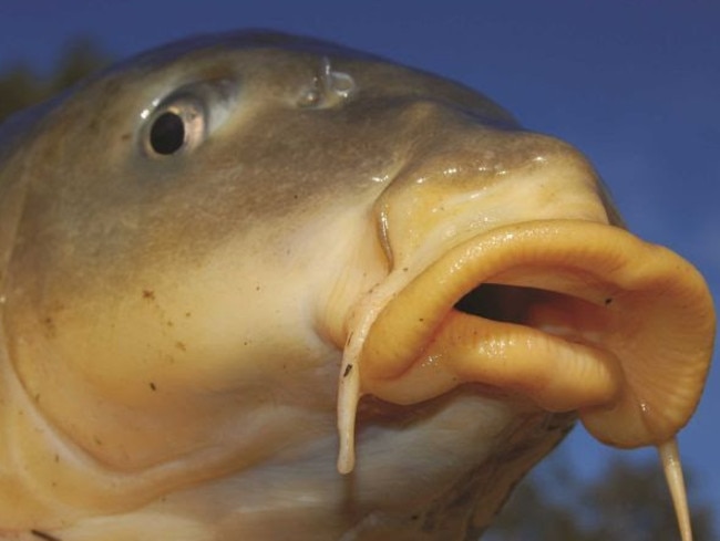 The European Carp: about as tasty as it looks. Picture: Supplied