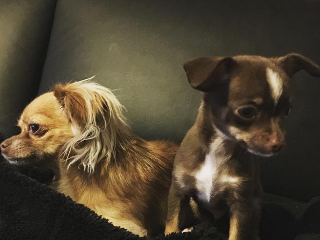 Molly and Archi-Wowa: Double trouble! Miss Molly isn’t sure what to think of the arrival of her new little brother, Archi-Wowa.