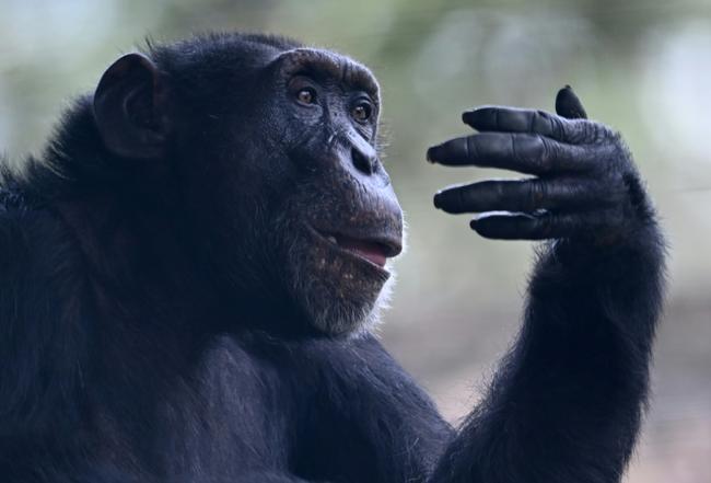 Yoko in his enclosure at the Ukumari Biopark in Colombia