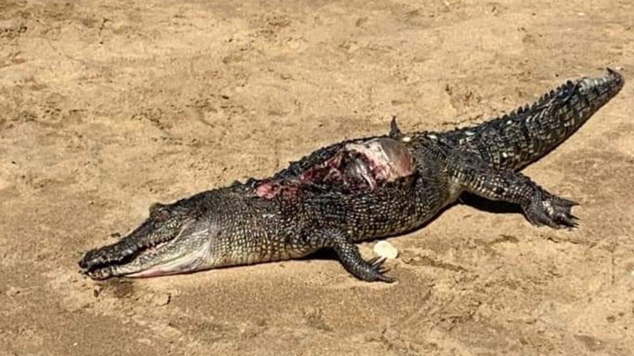 Barry Casperson has posted photos of a dead crocodile he found on Bucasia Beach on Saturday, December 11, 2021. Picture: Facebook