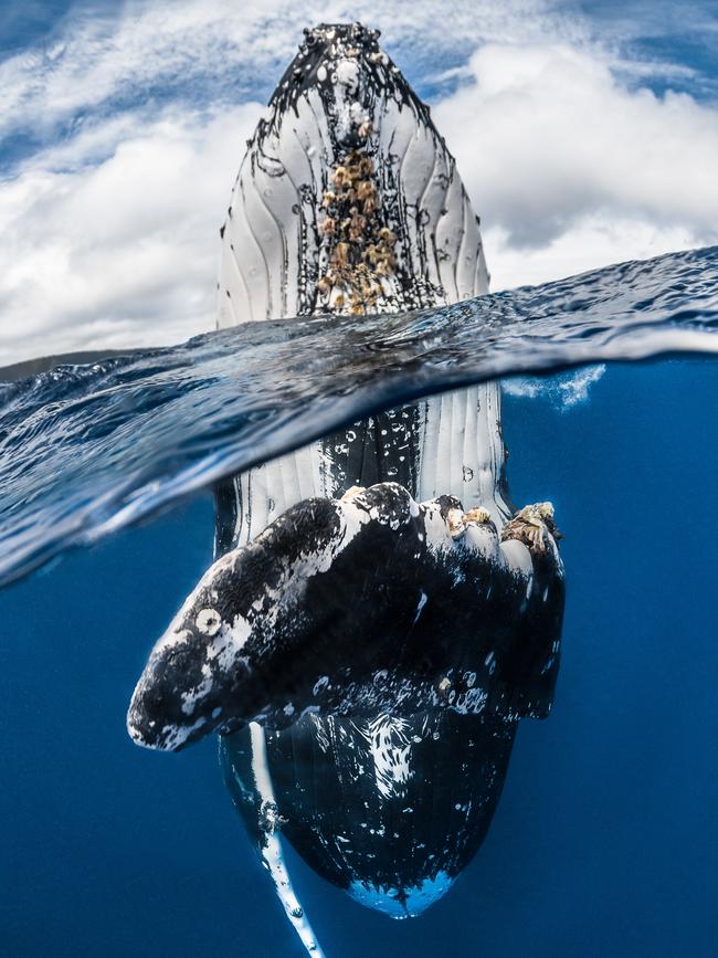 Underwater Photographer of the Year 2018. WINNER Category 1. Wide Angle Credit name: Greg Lecoeur/UPY 2018 Nationality: France Image caption: Humpback whale spy hopping Country taken: Tonga Location: Vavau’. “ Very curious and playful whales came to investigate us and adopt the spy hopping posture in front of our masks. Although weighing several tens of tons this mammal showed incredible agility and power in holding itself vertically in the water. It was very impressive and we could feel the power of nature but we were also invaded at the same time a feeling of gentleness.”