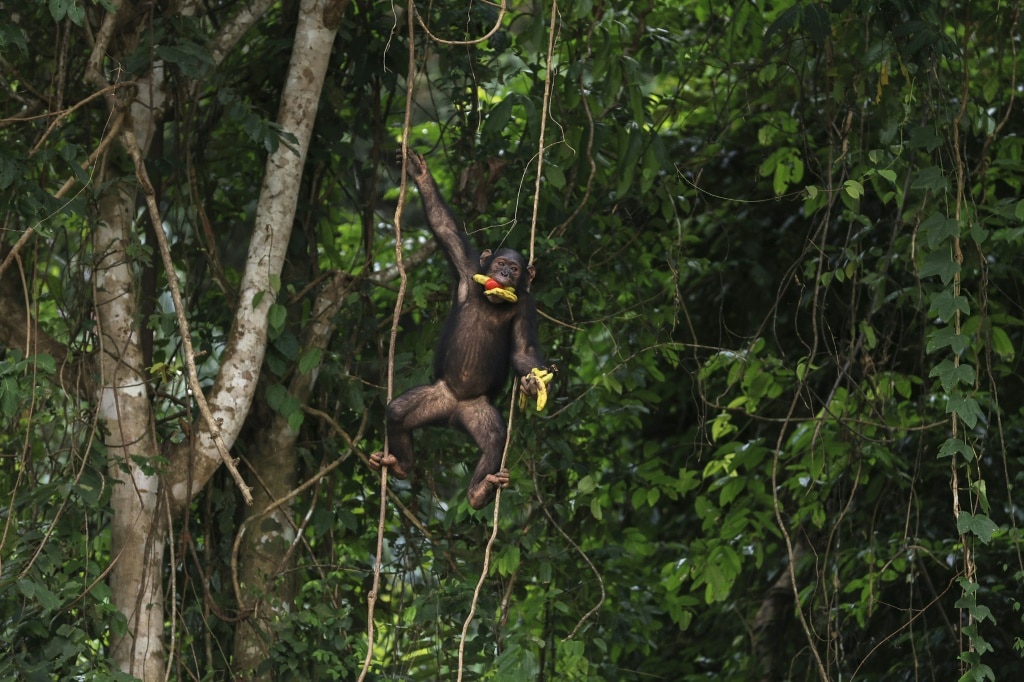 World agrees hard-fought nature funding plan at UN talks