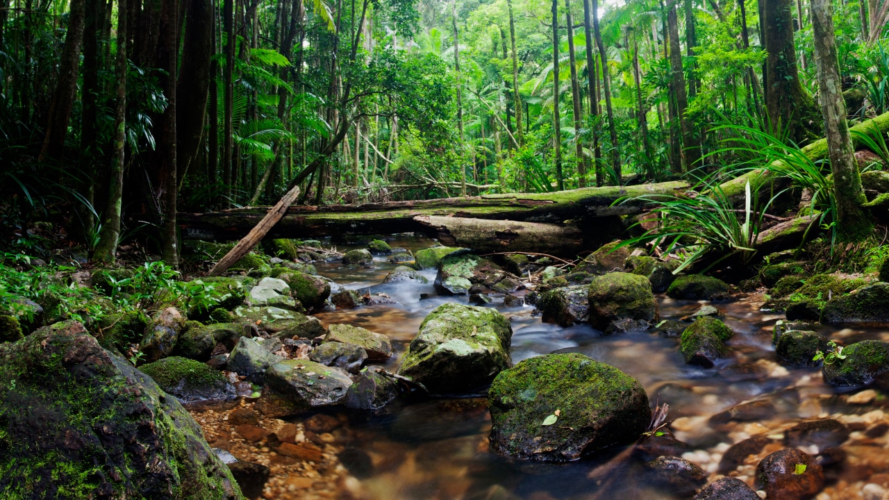 Watch live: Video live streams of Australia’s best rivers | escape.com.au