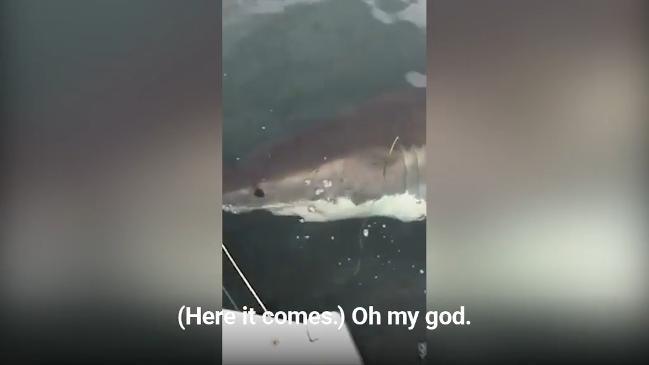 Huge monster shark size of boat stalks fishermen in boat off Semaphore ...