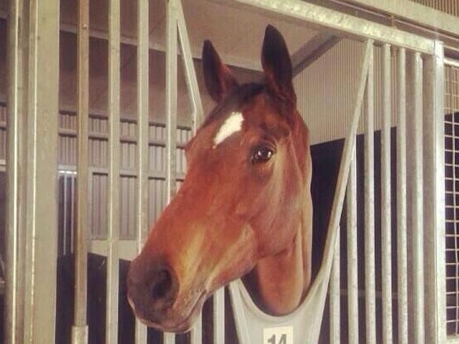 Verema at home in her stables. Picture: Twitter