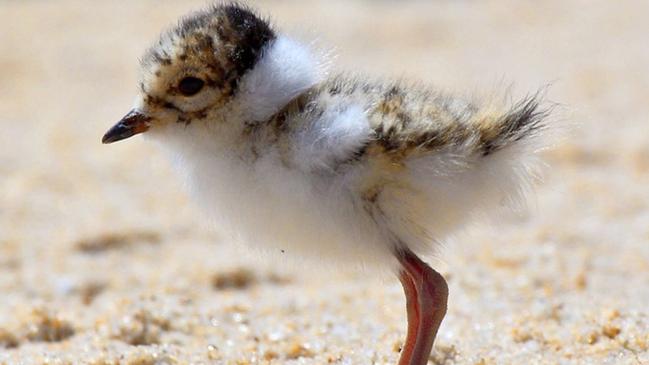 The hooded plover chick at Seacliff Beach. Photo: Glenn Ehmke