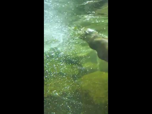 How these Otters stay cool during the summer