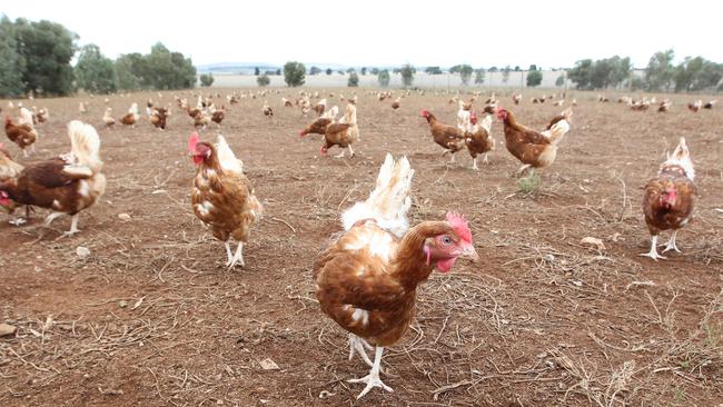 Free as a bird ... Rohde's Free Range Eggs 50,000 chooks have plenty of room to roam and forage.