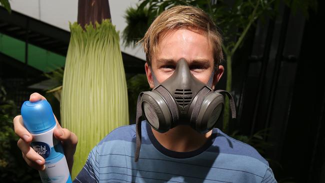 The Cairns Botanic Garden is preparing for the imminent blooming of a large Amorphophallus titanum flower, more commonly referred to as the corpse flower. 14 year old Ethan Hobdey, of Redlynch, is ready to view the flower, which has a repugnant smell, similar to rotting flesh, when it blooms. PICTURE: BRENDAN RADKE